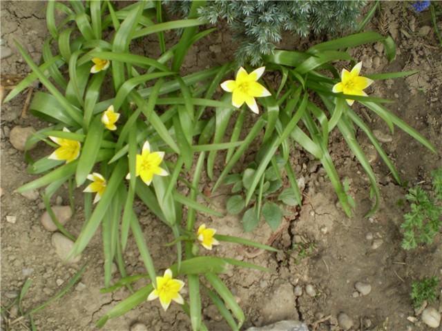 tulipan